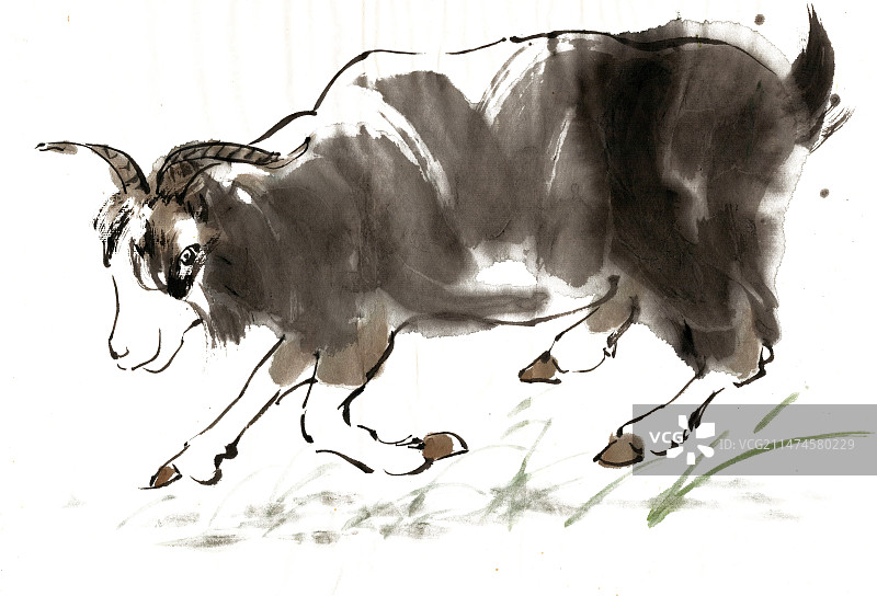 草地上的黑羊图片素材