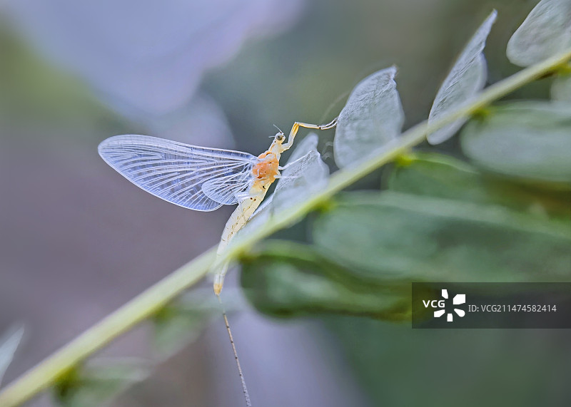 蜉蝣仙子图片素材