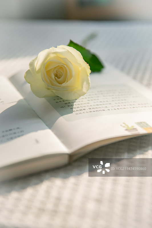 阳光下花香茶香书香的下午茶图片素材