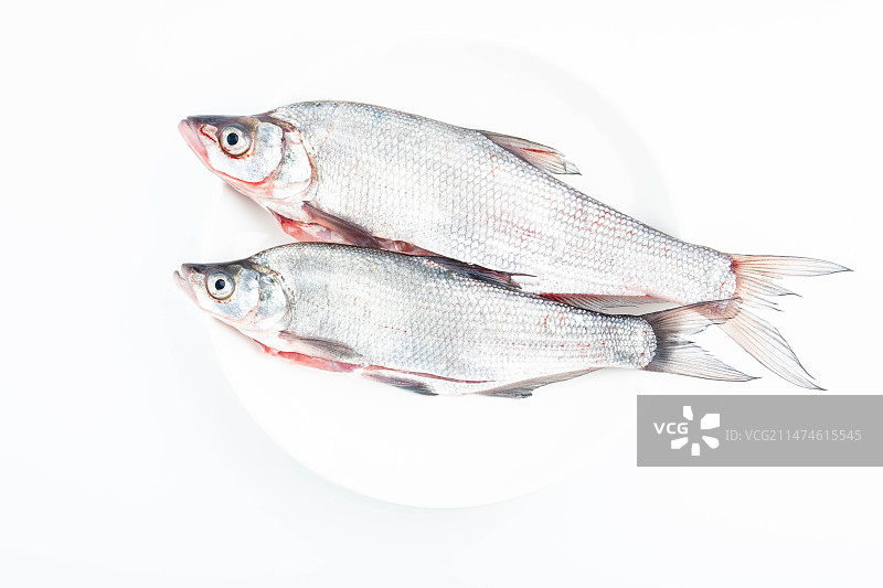 新鲜白条鱼图片素材