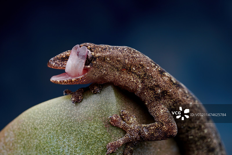 小壁虎图片素材