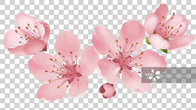 春季樱花图片素材