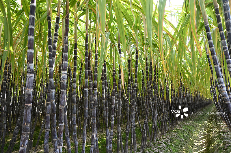生长茂密的水果甘蔗种植园图片素材