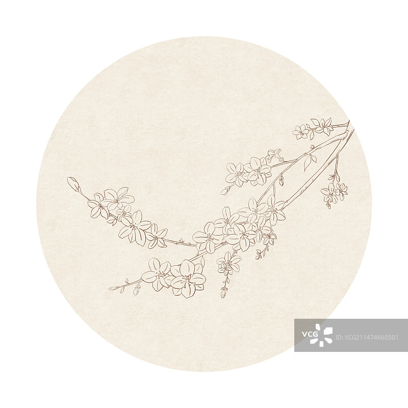 中国风线稿白描迎春花图片素材