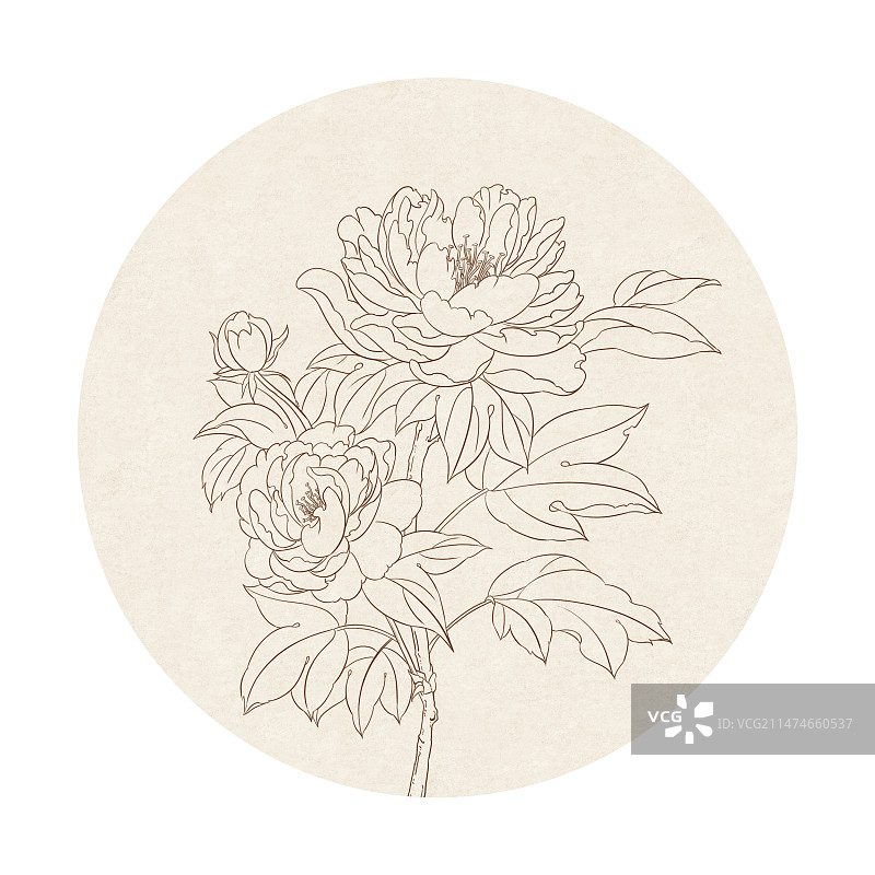 中国风线稿白描牡丹图片素材