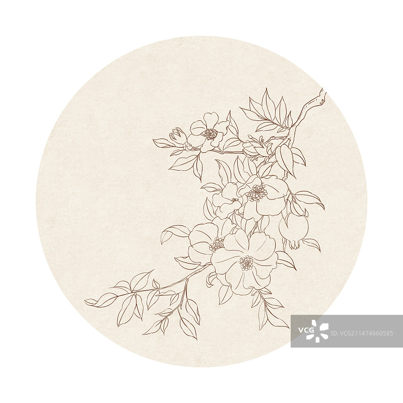 中国风线稿白描石榴花图片素材