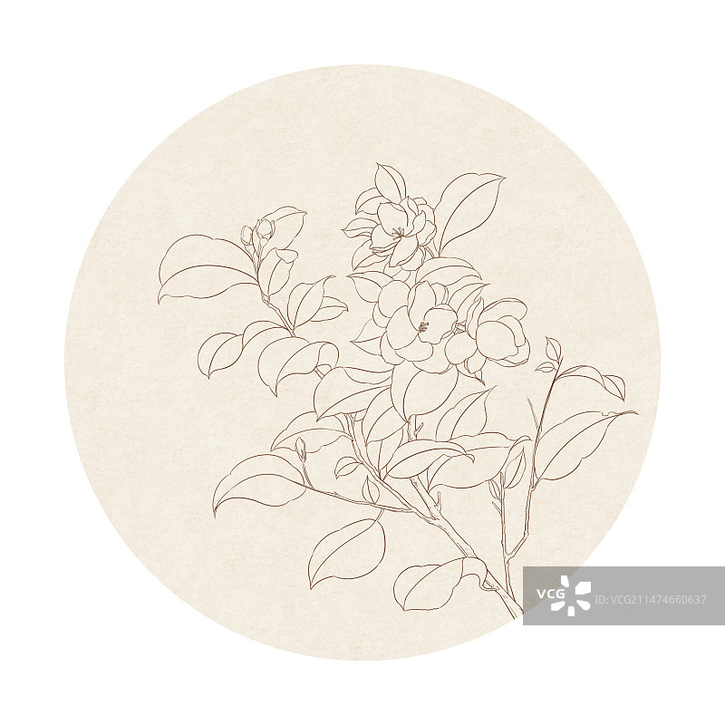 中国风线稿白描茉莉花图片素材
