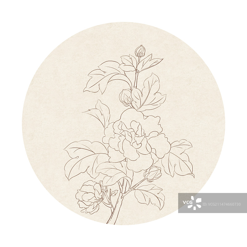 中国风线稿白描芙蓉花图片素材