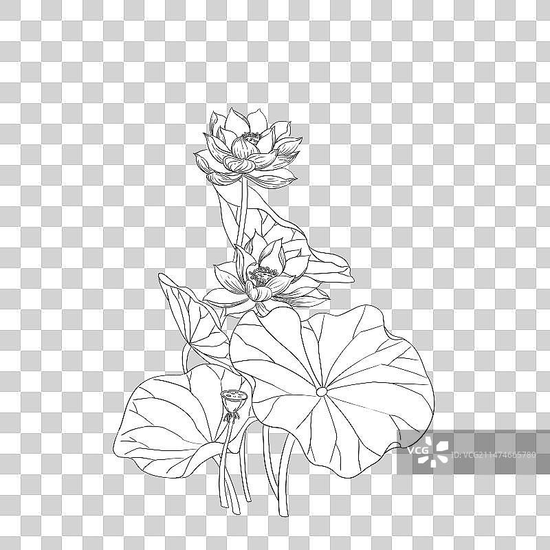 国风白描线稿荷花图片素材