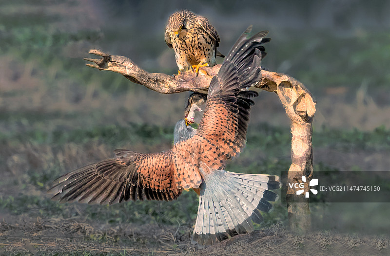 红隼----我就欣赏你这股猛劲图片素材