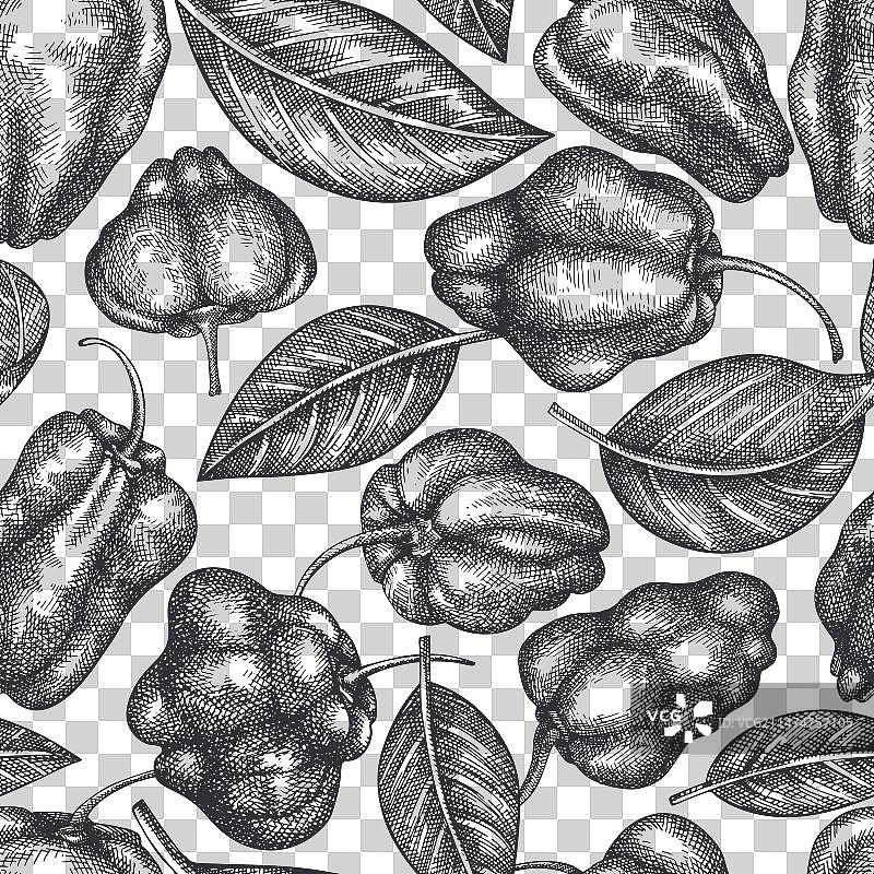 手绘苏格兰帽辣椒图片素材