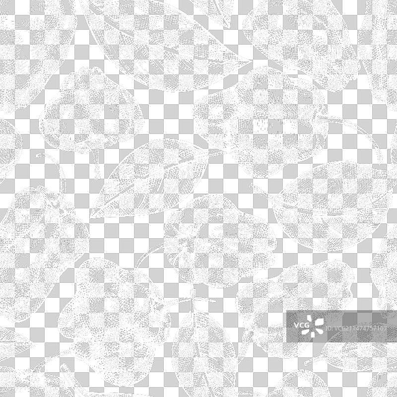 手绘苏格兰帽辣椒图片素材