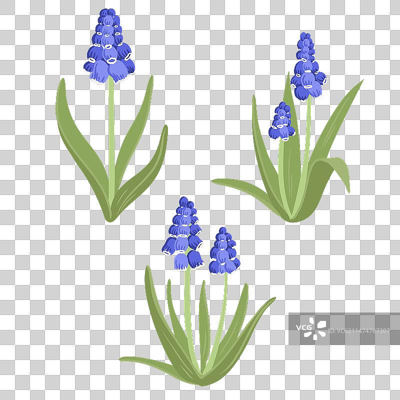 野花葡萄风信子绘图图片素材