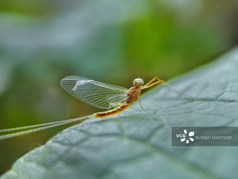 翅膀受伤的蜉蝣图片素材