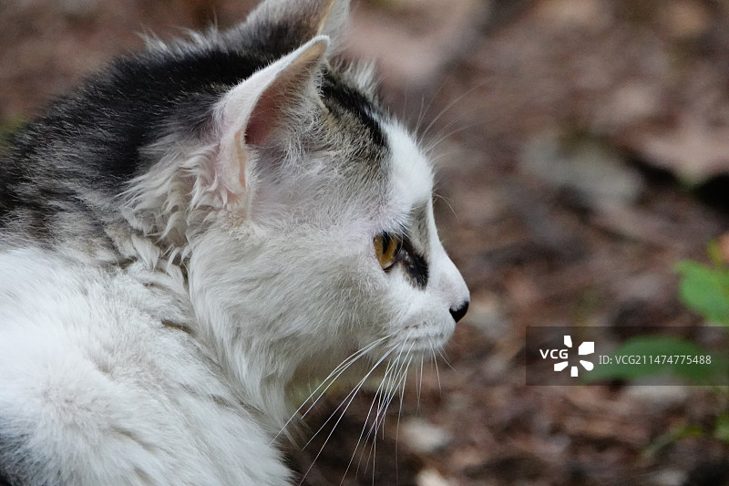 狸花猫图片素材