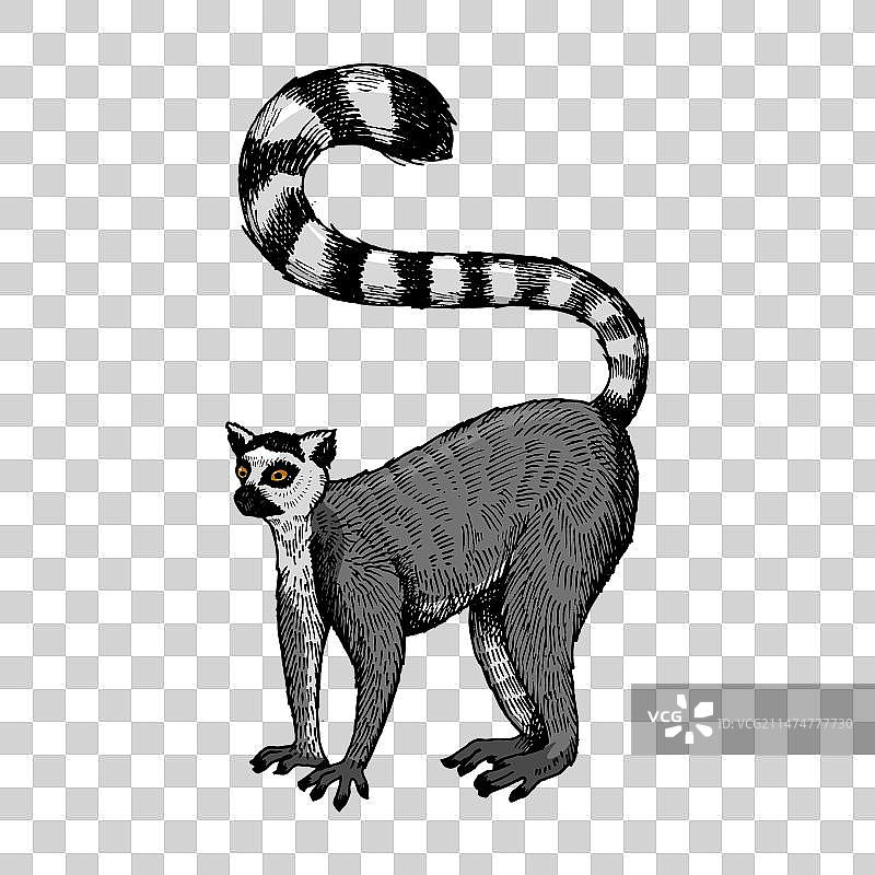 环尾狐猴雕刻图片素材