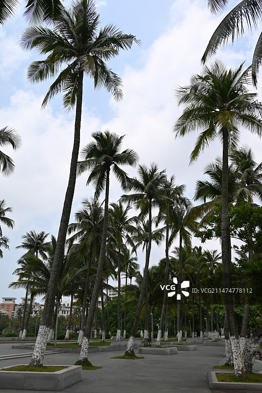 棕榈树对天的低角度视图图片素材