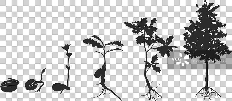 橡树的生命周期轮廓图片素材