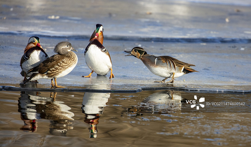 在湖中栖息的花脸鸭的特写镜头 玉渊潭图片素材