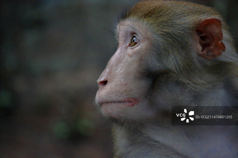 凝视的猕猴图片素材