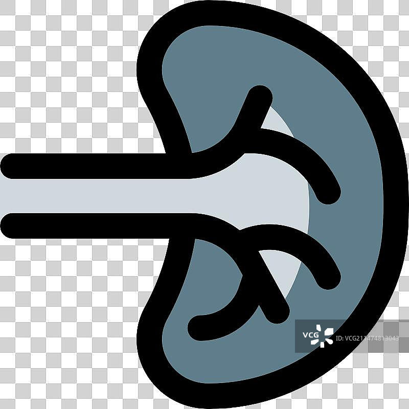 脾脏在身体中发挥多种支持作用图片素材