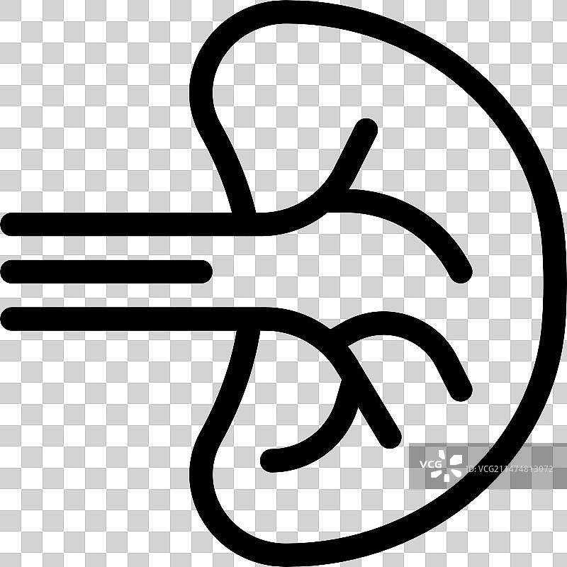 脾脏在身体中发挥多种支持作用图片素材