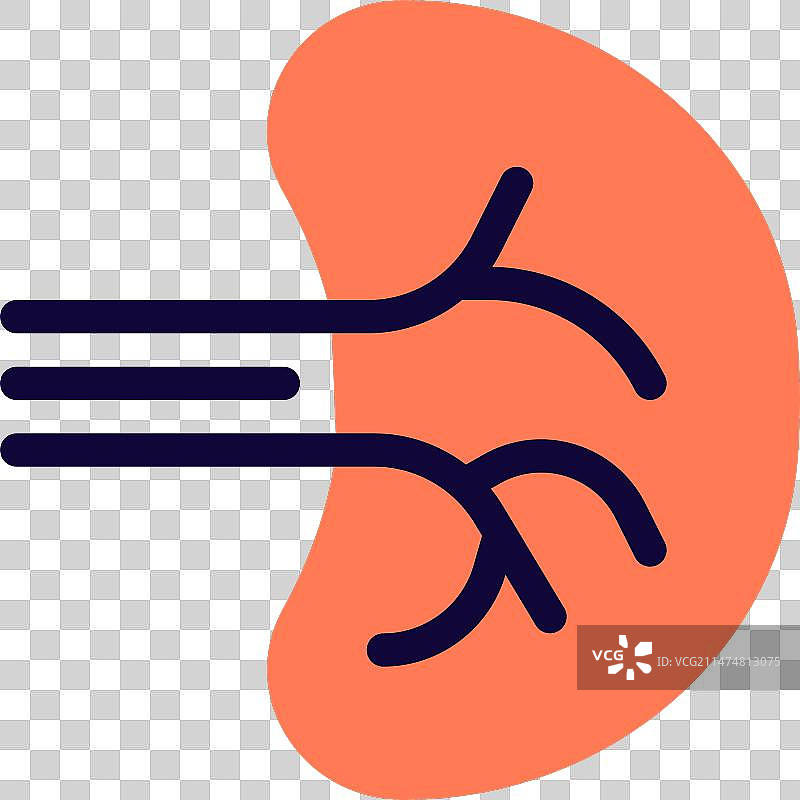 脾脏在身体中发挥多种支持作用图片素材