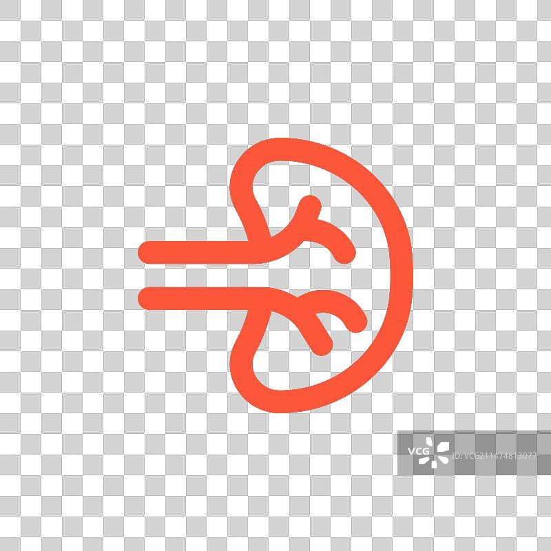 脾脏在身体中发挥多种支持作用图片素材