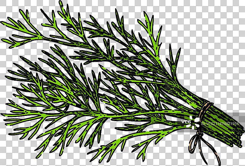 手绘莳萝植物素描图片素材