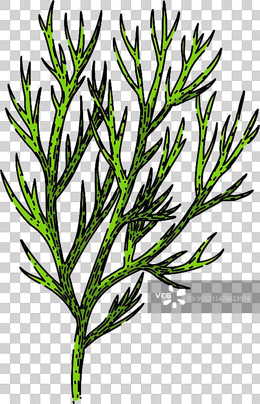 叶子莳萝手绘草图图片素材