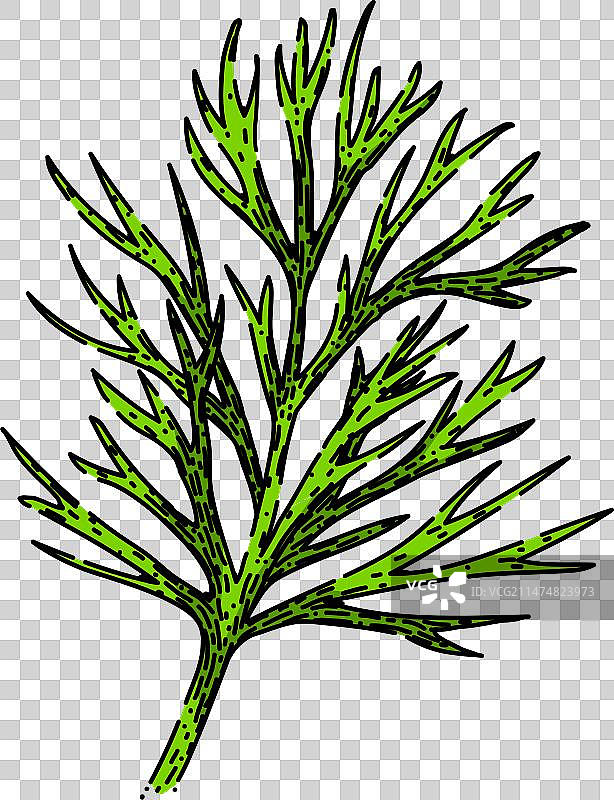 手绘莳萝草药草图图片素材