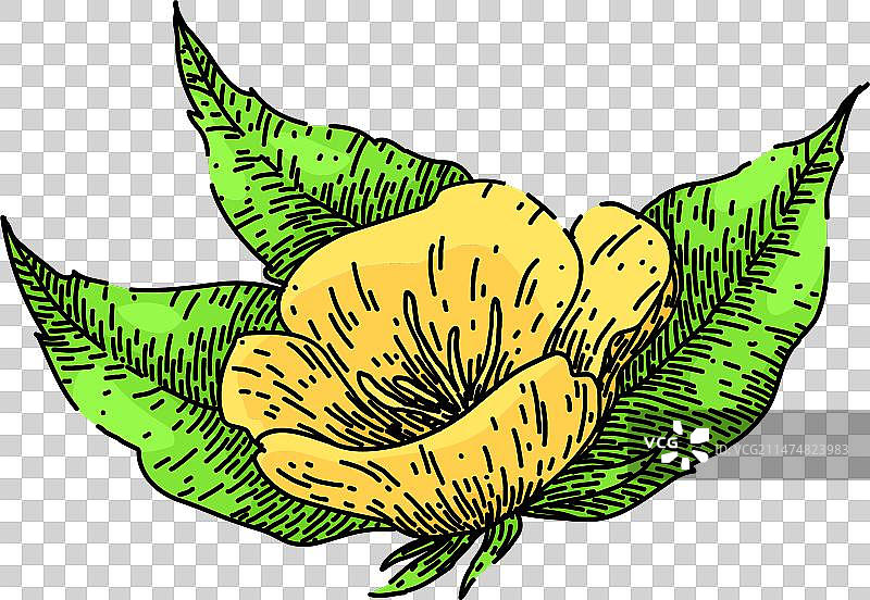 手绘月见草草图图片素材