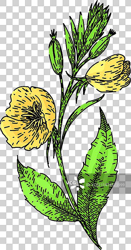 手绘黄色月见草草图图片素材