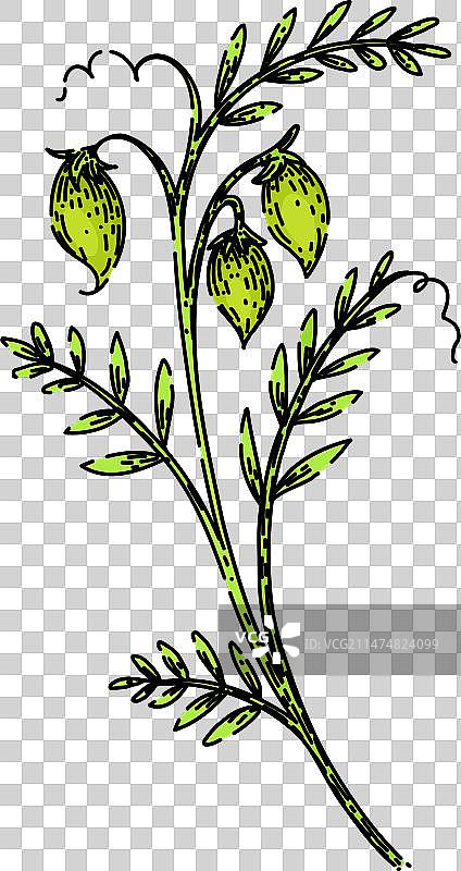 手绘食物小扁豆草图图片素材