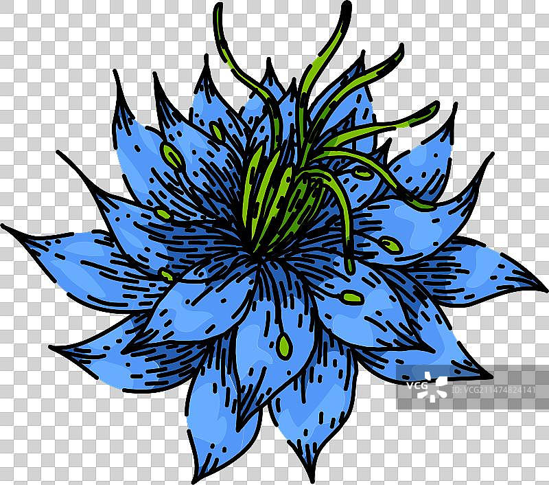 小茴香黑种草手绘草图图片素材