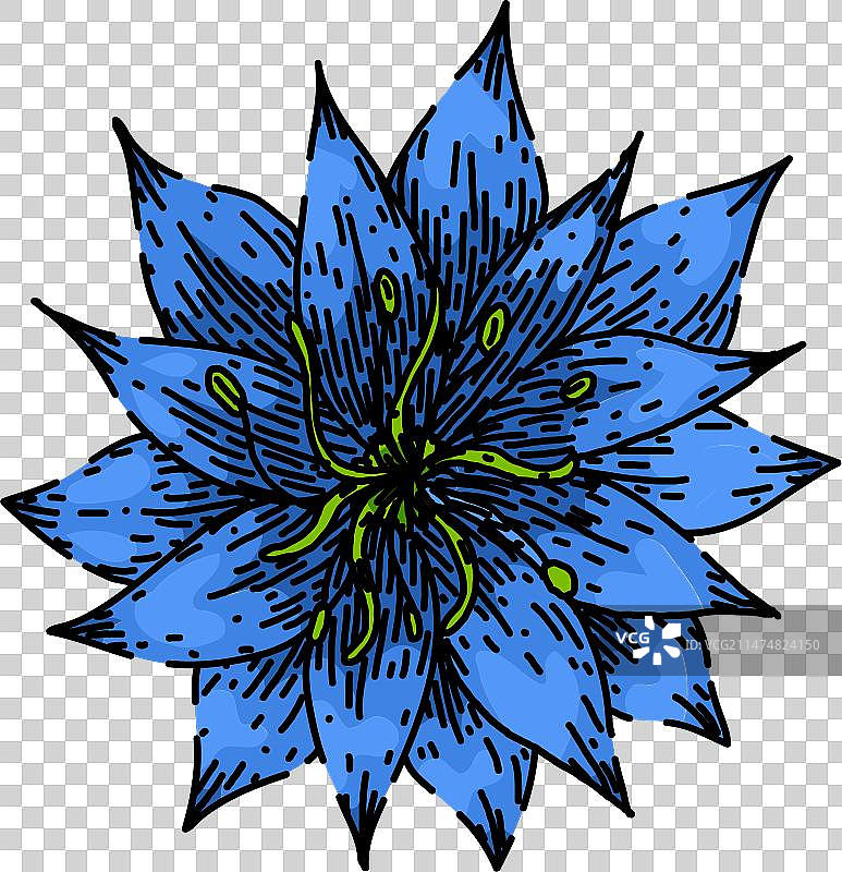 黑种草花卉手绘草图图片素材