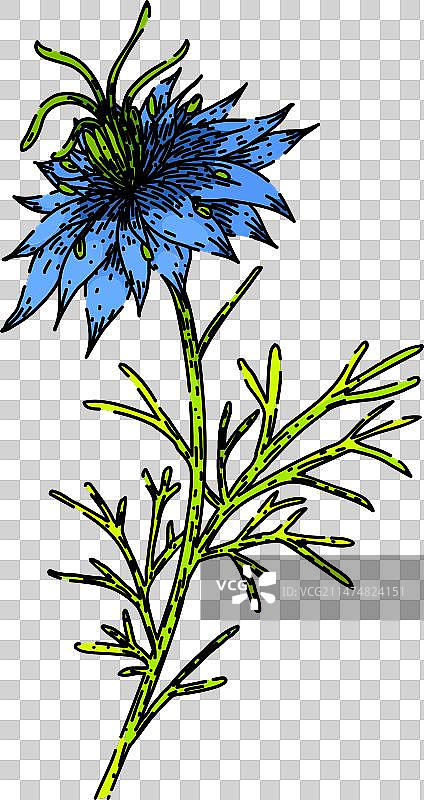 手绘黑种草药品草图图片素材