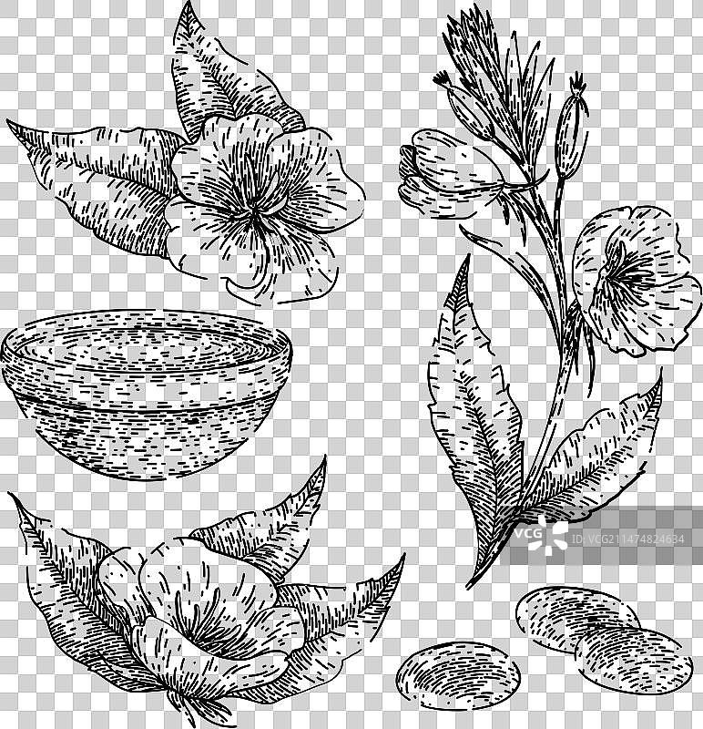 手绘晚香玉草图图片素材