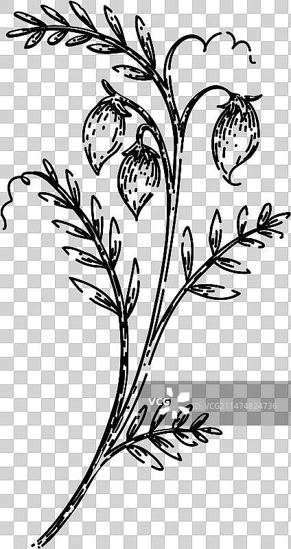 手绘食物小扁豆草图图片素材