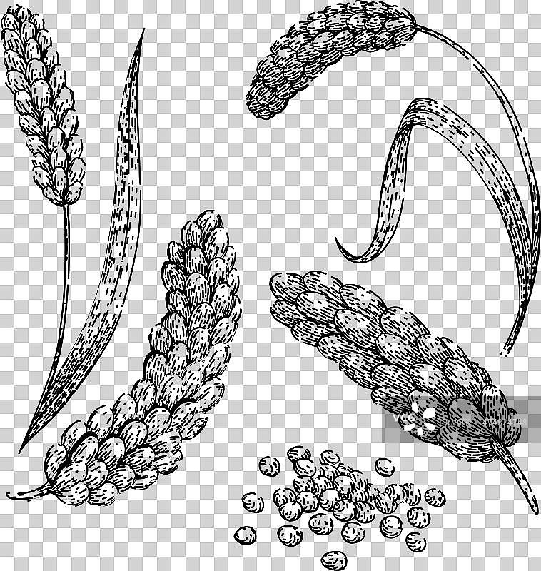 手绘小米草图图片素材