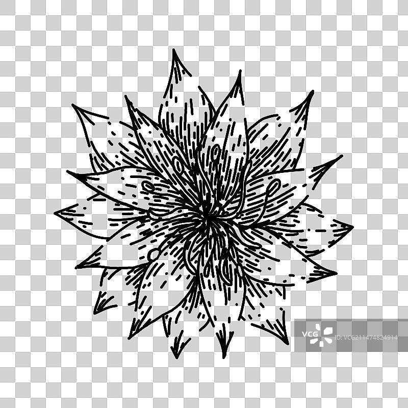 黑种草花卉手绘草图图片素材