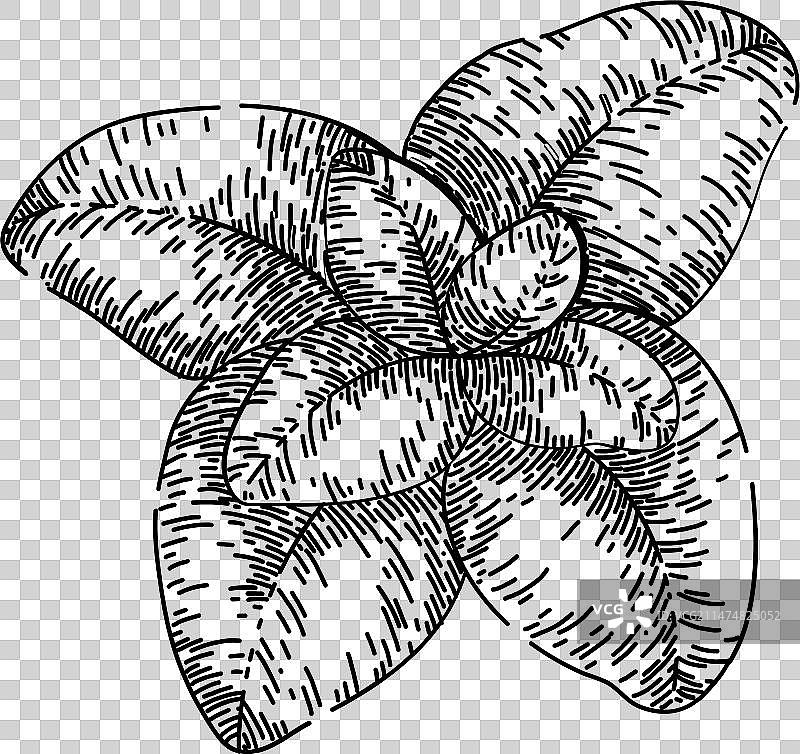 手绘新鲜牛至草图图片素材