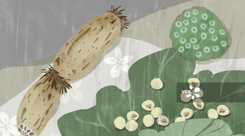 莲子莲藕插画GIF动图图片素材