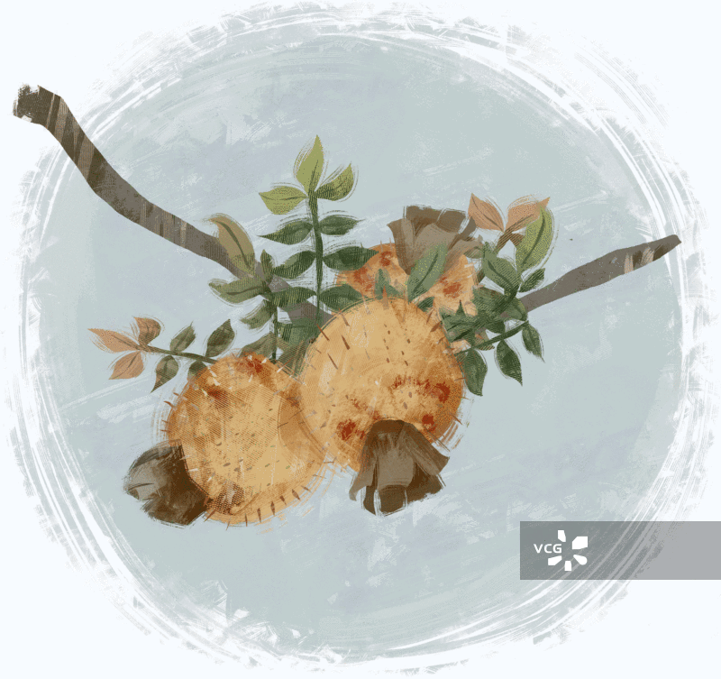 刺梨插画GIF动图图片素材