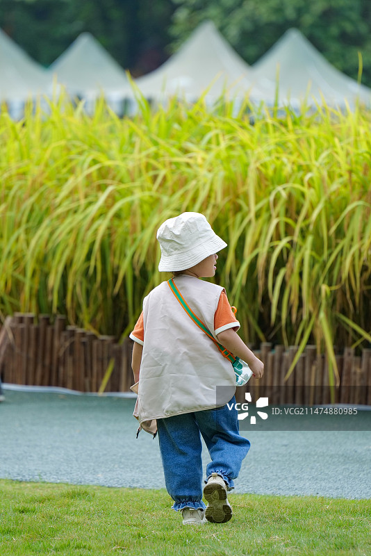 稻田边的小男孩图片素材