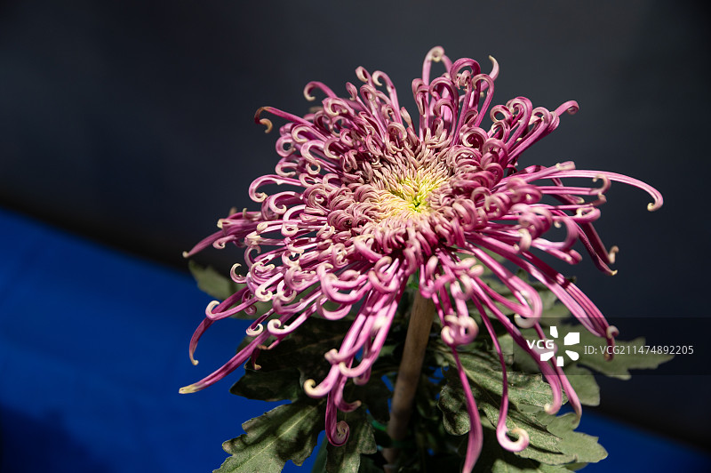 菊花 特写图片素材