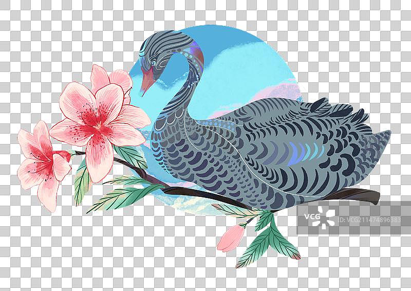 黑天鹅图片素材