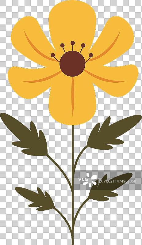 孤立的黄色野花图片素材