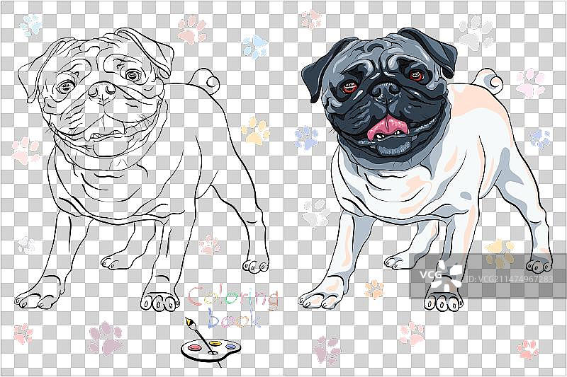 可爱的巴哥犬品种填色书页面图片素材