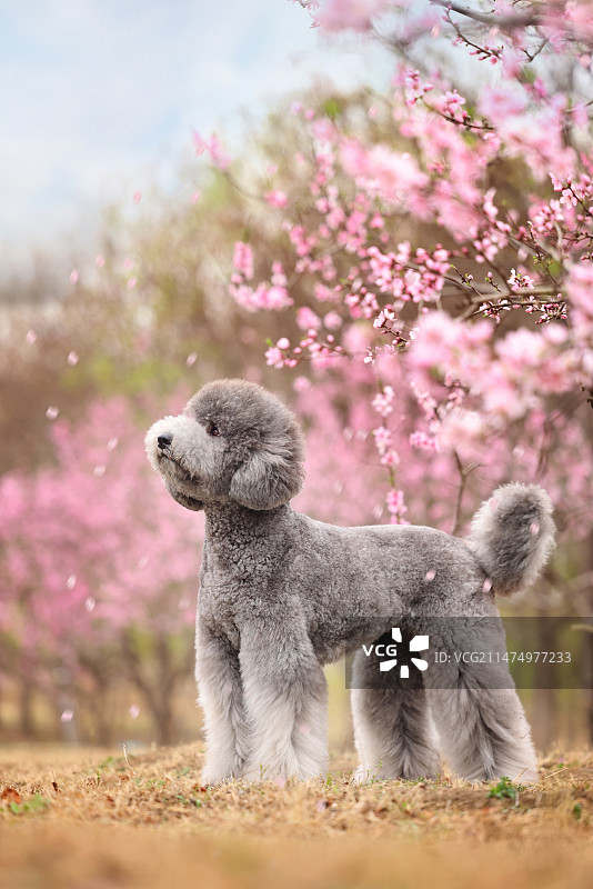 花海中的巨型贵宾犬图片素材